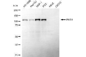 Western blotting analysis using PMS1 antibody (ABIN7799857).