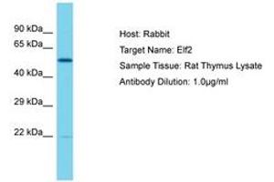 Image no. 1 for anti-E74-Like Factor 2 (Ets Domain Transcription Factor) (ELF2) (AA 151-200) antibody (ABIN6750396) (ELF2 Antikörper  (AA 151-200))