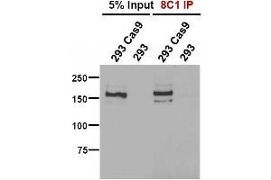 Cas9 antibody (mAb) tested by Immunofluorescence. (CRISPR-Cas9 Antikörper)