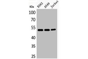 Western Blot analysis of K562A549Jurkat cells using Acetyl-Tubulin α (K352) Polyclonal Antibody (TUBA1A Antikörper  (acLys352))