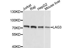 Western blot analysis of extracts of various cell lines, using LAG3 antibody (ABIN5975779) at 1/1000 dilution. (LAG3 Antikörper)