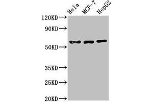 Western Blot Positive WB detected in: Hela whole cell lysate, MCF-7 whole cell lysate, HepG2 whole cell lysate All lanes: CHRNB1 antibody at 3 μg/mL Secondary Goat polyclonal to rabbit IgG at 1/50000 dilution Predicted band size: 57, 50 kDa Observed band size: 57 kDa (CHRNB1 Antikörper  (AA 24-244))