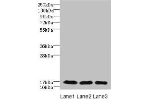 Western blot All lanes: C3orf18 antibody at 1. (C3orf18 Antikörper  (AA 83-162))