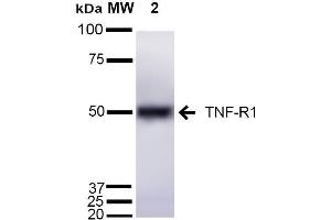 Western blot analysis of Mouse Liver cell lysates showing detection of ~55 kDa TNF-R1 protein using Rabbit Anti-TNF-R1 Polyclonal Antibody . (TNFRSF1A Antikörper  (AA 20-43))