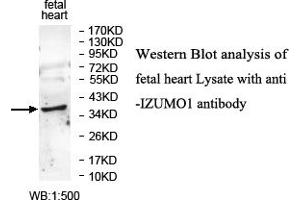 Image no. 1 for anti-Izumo Sperm-Egg Fusion 1 (IZUMO1) antibody (ABIN1577373)