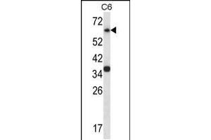 Western blot analysis in C6 cell line lysates (35ug/lane).