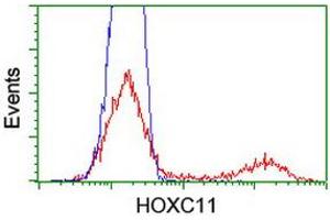 HEK293T cells transfected with either RC201475 overexpress plasmid (Red) or empty vector control plasmid (Blue) were immunostained by anti-HOXC11 antibody (ABIN2454342), and then analyzed by flow cytometry. (HOXC11 Antikörper  (AA 1-304))