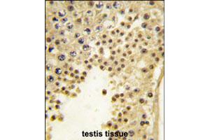 Formalin-fixed and paraffin-embedded human testis tissue reacted with FBXL11 polyclonal antibody  , which was peroxidase-conjugated to the secondary antibody, followed by DAB staining. (KDM2A Antikörper  (Internal Region))