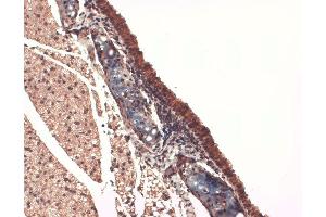 Immunohistochemistry (IHC) image for anti-Solute Carrier Family 5 (Sodium/iodide Cotransporter), Member 5 (SLC5A5) (AA 468-643) antibody (Atto 390) (ABIN2484447)