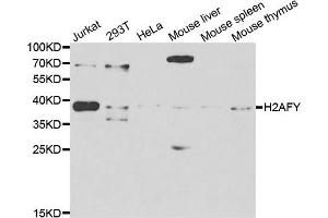 Western blot analysis of extracts of various cell lines, using H2AFY antibody. (H2AFY Antikörper)