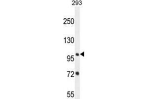 ZBTB10 Antibody (C-term) western blot analysis in 293 cell line lysates (35 µg/lane). (ZBTB10 Antikörper  (C-Term))