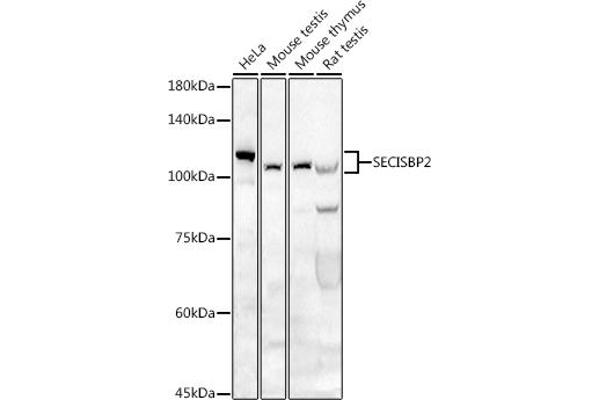 SECISBP2 antibody  (AA 585-854)