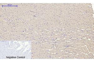 Immunohistochemical analysis of paraffin-embedded rat heart tissue.
