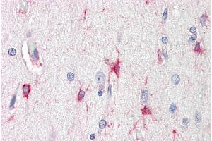 ABIN1686794 (5µg/ml) staining of paraffin embedded Human Cortex. (BAG3 Antikörper  (Internal Region))