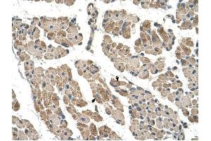 CLCC1 antibody was used for immunohistochemistry at a concentration of 4-8 ug/ml to stain Skeletal muscle cells (arrows) in Human Muscle. (CLCC1 Antikörper  (N-Term))