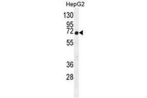 C9JLR9 Antibody (C-term) western blot analysis in HepG2 cell line lysates (35µg/lane).
