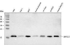 Western blot analysis of RPS17 using anti-RPS17 antibody (ABIN7598984).