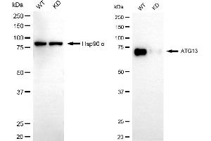 Western blotting analysis using ATG13 antibody (ABIN7797708). (Rekombinanter ATG13 Antikörper)