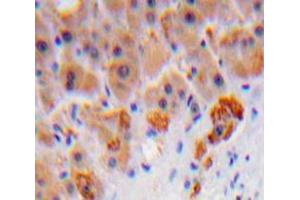 IHC-P analysis of Liver tissue, with DAB staining. (C8B Antikörper  (AA 162-504))