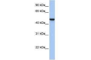 WB Suggested Anti-C20orf3 Antibody Titration:  0. (APMAP Antikörper  (N-Term))