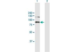 Western Blot analysis of ASXL2 expression in transfected 293T cell line by ASXL2 MaxPab polyclonal antibody. (ASXL2 Antikörper  (AA 1-918))