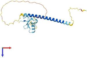 THAP1 Protein (AA 1-210) (His tag)