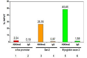 ChIP results obtained with the Histone H3 (K9me2) polyclonal antibody . (Histone 3 Antikörper  (H3K9me2))