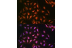 Immunofluorescence (IF) image for anti-Disrupted in Schizophrenia 1 (DISC1) antibody (ABIN7266799)