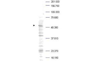 Western blot analysis is shown using  Affinity Purified anti-Plk-1 pT210 antibody to detect endogenous protein present in a Mouse A20 whole cell lysate (arrowhead). (PLK1 Antikörper  (pThr210))