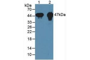 Figure. (CKMT1A Antikörper  (AA 41-250))