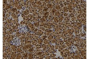 ABIN6272866 at 1/100 staining Mouse kidney tissue by IHC-P. (FIP200 Antikörper)