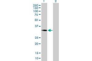 Western Blot analysis of ESD expression in transfected 293T cell line by ESD MaxPab polyclonal antibody. (Esterase D Antikörper  (AA 1-282))