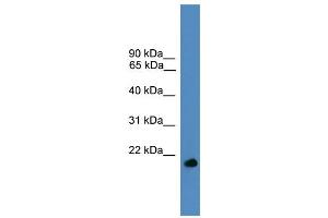 WB Suggested Anti-UBL4A Antibody Titration: 0. (UBL4A Antikörper  (Middle Region))