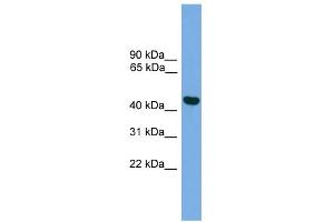 WB Suggested Anti-BRF2 Antibody Titration:  0. (BRF2 Antikörper  (Middle Region))