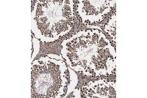 Immunohistochemical analysis of B on paraffin-embedded Mouse testis tissue.