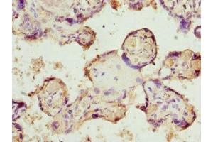 Immunohistochemistry of paraffin-embedded human placenta tissue using ABIN7145624 at dilution of 1:100 (BPGM Antikörper  (AA 1-259))