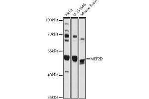 Western blot analysis of extracts of various cell lines, using MEF2D antibody (ABIN7268733) at 1:1000 dilution. (MEF2D Antikörper  (AA 431-521))
