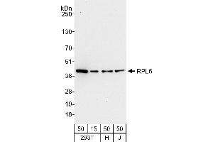 anti-Ribosomal Protein L6 (RPL6) (AA 238-288) antibody