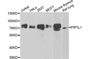 Western blot analysis of extracts of various cell lines, using FIP1L1 antibody (ABIN5974293) at 1/1000 dilution. (FIP1L1 Antikörper)