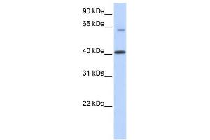 TMEM195 antibody used at 1 ug/ml to detect target protein.