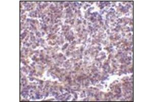 Immunohistochemistry of RP105 in human spleen tissue with this product at 2 μg/ml. (CD180 Antikörper  (N-Term))
