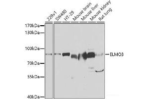 Western blot analysis of extracts of various cell lines using ELMO3 Polyclonal Antibody at dilution of 1:1000. (ELMO3 Antikörper)