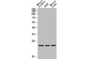 Western blot analysis of Mouse kidney, 293T, Mouse lung, antibody was diluted at 1000. (GREM2 Antikörper  (AA 71-120))