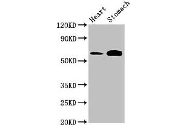 Tryptophan Hydroxylase 2 Antikörper  (AA 44-225)