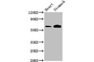 Western Blot Positive WB detected in: Rat heart tissue, Mouse stomach tissue All lanes: TPH2 antibody at 3 μg/mL Secondary Goat polyclonal to rabbit IgG at 1/50000 dilution Predicted band size: 57 kDa Observed band size: 57 kDa (Tryptophan Hydroxylase 2 Antikörper  (AA 44-225))