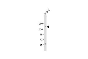 Anti-ADNP Antibody (C-term) at 1:1000 dilution + MCF-7 whole cell lysate Lysates/proteins at 20 μg per lane. (ADNP Antikörper  (C-Term))