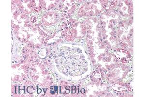 ABIN184646 (10µg/ml) staining of paraffin embedded Human Kidney. (PPP2CB Antikörper  (C-Term))
