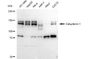 anti-Calsyntenin 1 (CLSTN1) antibody