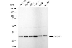 Western blotting analysis using GEMIN2 antibody (ABIN7798703). (Rekombinanter SIP1 Antikörper)