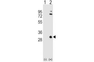 Western blot analysis of APOA1 antibody and 293 cell lysate either nontransfected (Lane 1) or transiently transfected (2) with the APOA1 gene.